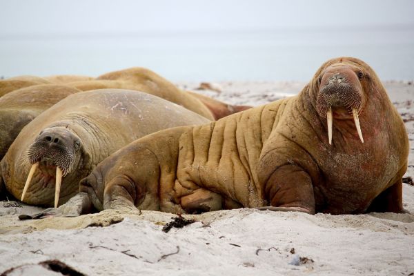 Sea lions